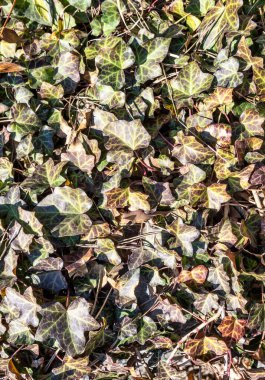 Doğal doğal arka plan. Canlı yapraklar, çimenler.