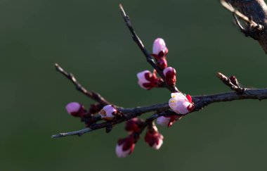 Çiçek açan kayısı ağacı. Yumuşak odaklanma. Doğanın bahar renkleri.