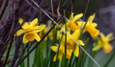 Çiçekli sarı nergisler. Yumuşak odaklanma. Doğanın bahar renkleri.