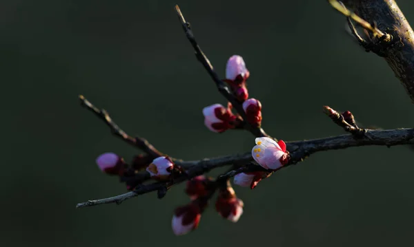 盛开的杏树 集中精神大自然的春天色彩 — 图库照片