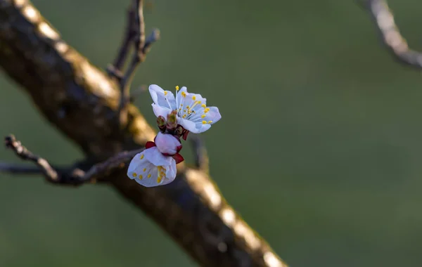 Virágzó Sárgabarack Finoman Koncentrálj Természet Tavaszi Színei — Stock Fotó