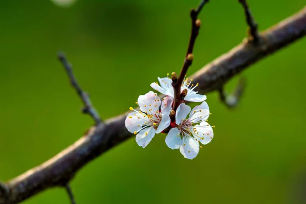 Kwitnące Drzewo Morelowe Miękkie Skupienie Wiosenne Kolory Natury — Zdjęcie stockowe