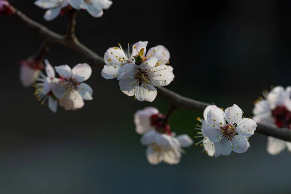 Albaricoque Floreciente Foco Suave Primavera Colores Naturaleza — Foto de Stock