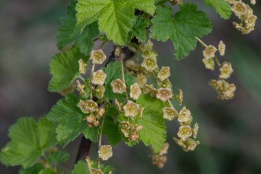 Çiçekli kuşüzümü çalısı. Doğanın bahar dönüşümü.