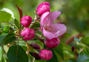 Çiçek açan elma ve armut ağaçları. Yumuşak odaklanma. Bahar renkleri ve doğanın kokuları.
