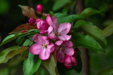 Çiçek açan elma ve armut ağaçları. Yumuşak odaklanma. Bahar renkleri ve doğanın kokuları.