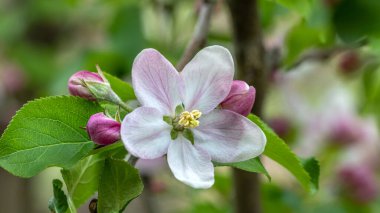 Çiçek açan elma ve armut ağaçları. Yumuşak odaklanma. Bahar renkleri ve doğanın kokuları.