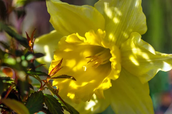 Narcisos Amarillos Florecientes Foco Suave Primavera Colores Naturaleza —  Fotos de Stock