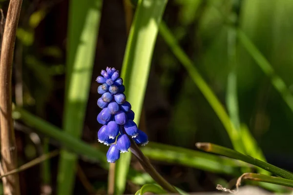 Kék Muscari Virágok Törnek Füvön Természet Tavaszi Átalakulása — Stock Fotó