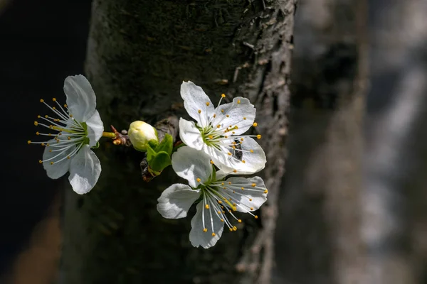 Virágzó Gyümölcsfák Finoman Koncentrálj Tavaszi Színek Illatok Természet — Stock Fotó