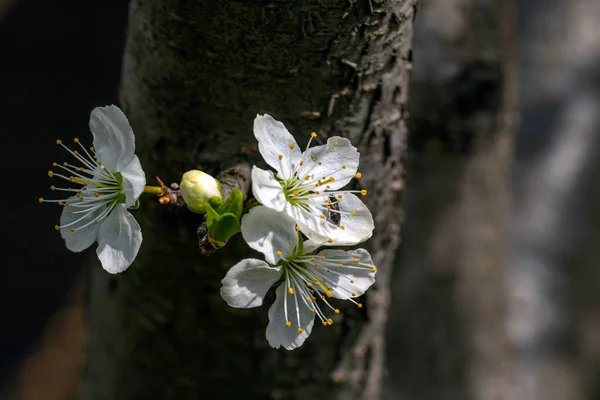 Blooming Fruit Trees Soft Focus Spring Colors Scents Nature —  Fotos de Stock