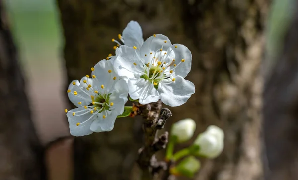 Virágzó Gyümölcsfák Finoman Koncentrálj Tavaszi Színek Illatok Természet — Stock Fotó