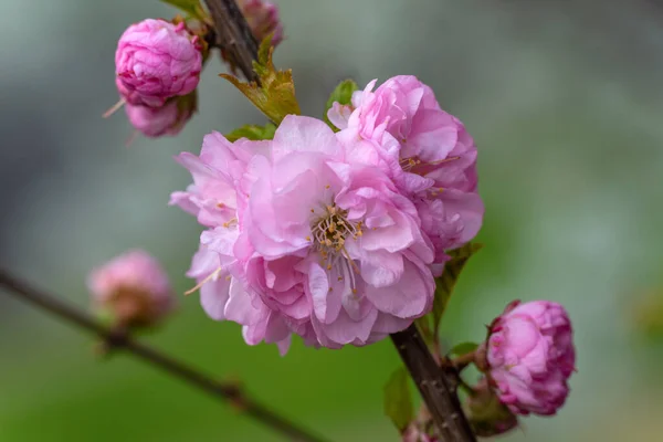 Cseresznyevirágok Finoman Koncentrálj Tavaszi Színek Illatok Természet — Stock Fotó