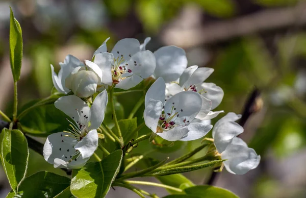 Kwitnące Drzewa Owocowe Miękkie Skupienie Wiosenne Kolory Zapachy Natury — Zdjęcie stockowe