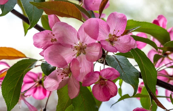 リンゴと洋ナシの木を咲かせます 焦点を合わせて 春の色と自然の香り — ストック写真