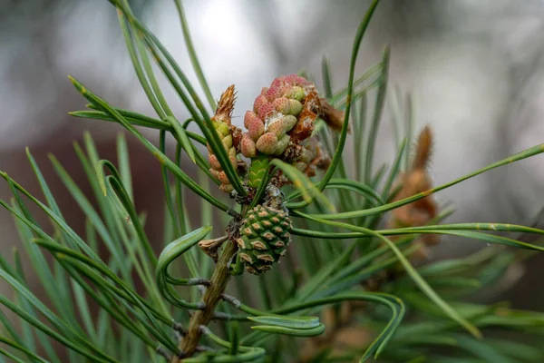 若い芽とコーンを持つ松の枝 自然界の春の変容 — ストック写真