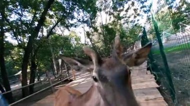 Küstah, aç, benekli bir geyik tacizcisi ve evcil hayvan çiftliğine gelen bir ziyaretçiye saldırıyor. Geyik adama zarar veriyor.