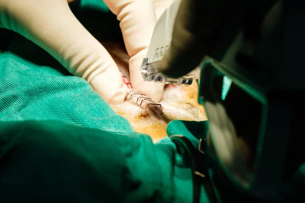 Veterinario Haciendo Una Cirugía —  Fotos de Stock