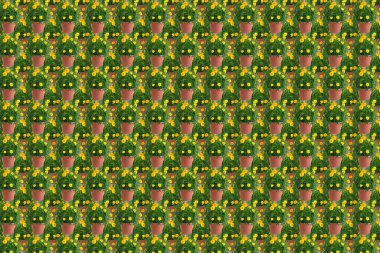 Sarı ve yeşil renkli bir saksıda kadife çiçeklerinden oluşan soyut doku kolajı, bahçe konsepti