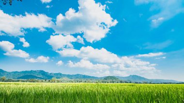Pirinç tarlaları güneşli bir günde gökyüzünde bulutlar ve uzaklarda dağlar.