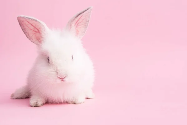 Cute Bunny Rabbit Pink Background Copy Space Text — Foto Stock