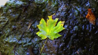 Güzel yeşil bir akçaağaç yaprağı ıslak yosunların üzerinde yatar. Sonbahar sakin bir hayat.