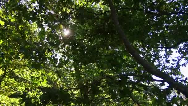 Die Sonne Lugt Aus Dem Grünen Laub Blätter Wiegen Sich — Stockvideo