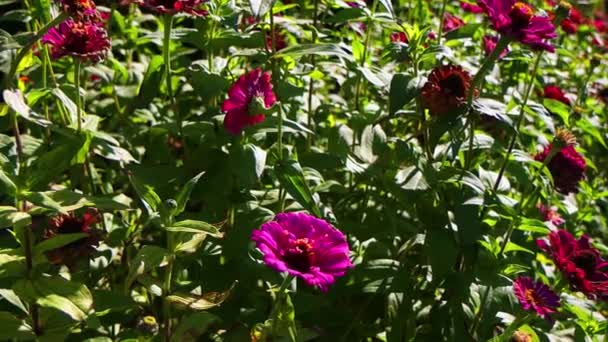 Красиві Червоні Квіти Ширяють Вітрі Сонце Світить Зеленому Листі Красиві — стокове відео