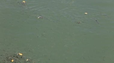 Balıklar yemek için suyun yüzeyinde yüzerler..