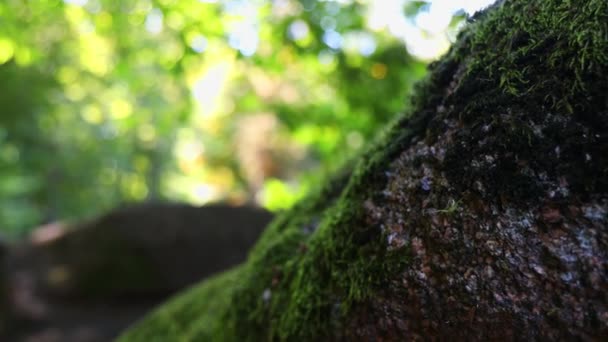 Ragno Verde Muove Una Pietra Granito Bella Foresta Verde Muschio — Video Stock