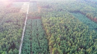 Yeşil ağaçlarla ormanın üzerinde güzel bir akşam uçuşu. Ağaçlar, çam ağaçları, ağaçlar....