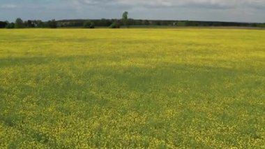 Sarı çiçekli kolza tohumu tarlası üzerinde alçak kuadkopter uçuşu. Yeşil yapraklı ağaçlar.