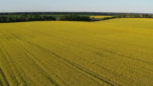 Vuelo Quadcopter Bajo Sobre Campo Colza Flor Amarilla Árboles Con — Vídeos de Stock