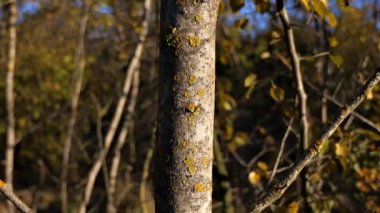 Batan güneşin altında bir ağacın kabuğu. Arkaplanda bulanık yapraklar ve çalılar.