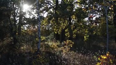 Batan güneş ormandaki bir açıklığı aydınlatıyor. Bir sürü ağaç. Güneş dalların arasından geçer. Yapraklar, çimenler, rüzgarda sallanan bitkiler.