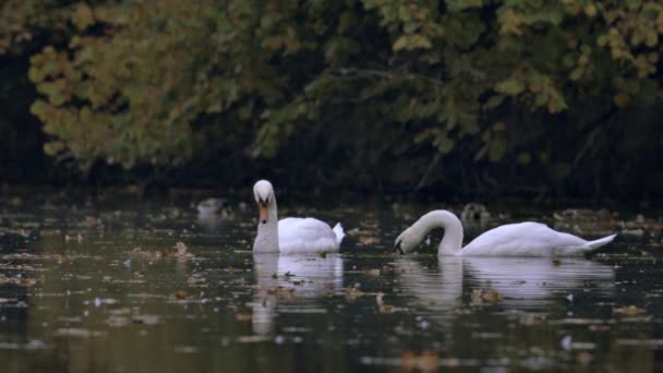 Dos Cisnes Blancos Nadan Lago Río Lago Está Cubierto Hojas — Vídeo de stock