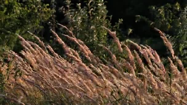 Reeds Sway Wind Setting Sun Illuminates Plants Grass River Reeds — Stockvideo