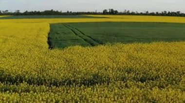 Sarı çiçekli kolza tohumu tarlası üzerinde alçak kuadkopter uçuşu. Yeşil yapraklı ağaçlar.