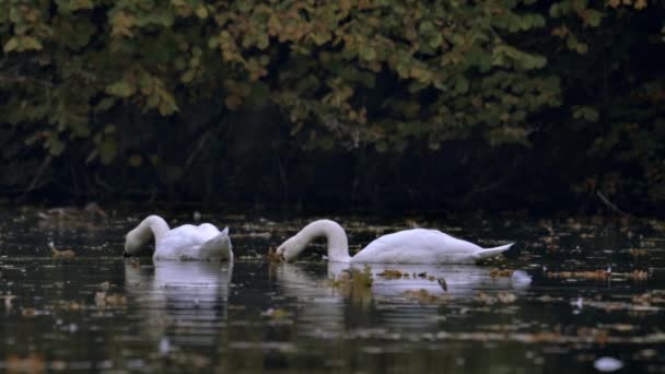 Dos Cisnes Blancos Nadan Lago Río Lago Está Cubierto Hojas — Vídeo de stock