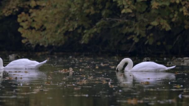 Dos Cisnes Blancos Nadan Lago Río Lago Está Cubierto Hojas — Vídeos de Stock