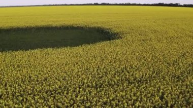 Sarı çiçekli kolza tohumu tarlası üzerinde alçak kuadkopter uçuşu. Yeşil yapraklı ağaçlar.