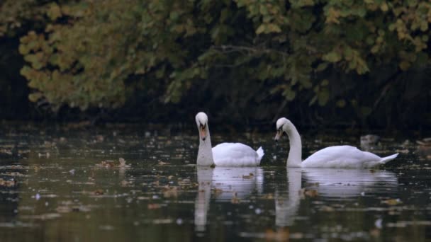 Dwa Białe Łabędzie Pływają Jeziorze Rzeka Jezioro Pokryte Jest Jesiennymi — Wideo stockowe