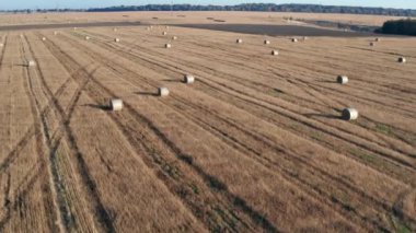 Samanlıkların üzerinde güzel bir sabah uçuşu. Tarla samanla kaplı..