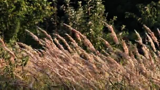 Reeds Sway Wind Setting Sun Illuminates Plants Grass River Reeds — Stockvideo