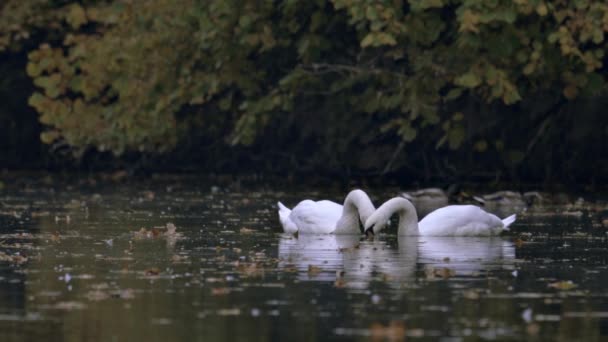 Dois Cisnes Brancos Nadam Lago Rio Lago Coberto Com Folhas — Vídeo de Stock