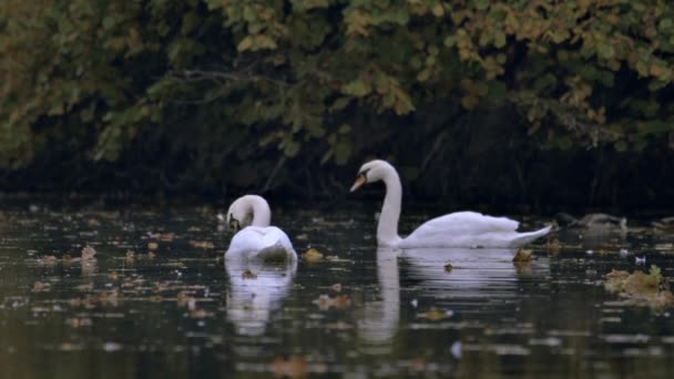 Dos Cisnes Blancos Nadan Lago Río Lago Está Cubierto Hojas — Vídeo de stock