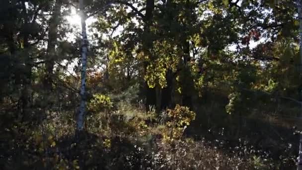夕日が森の中の清掃を照らします たくさんの木がある 太陽は枝を貫通する 植物は風に揺れる — ストック動画