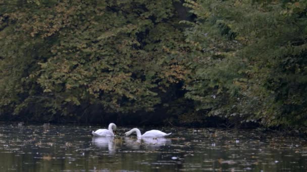 Dos Cisnes Blancos Nadan Lago Río Lago Está Cubierto Hojas — Vídeo de stock