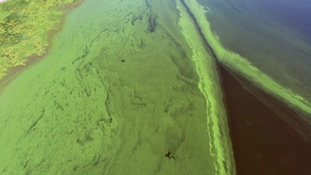 Flying Green River Top View River Covered Green Algae Lonely — Stock Video