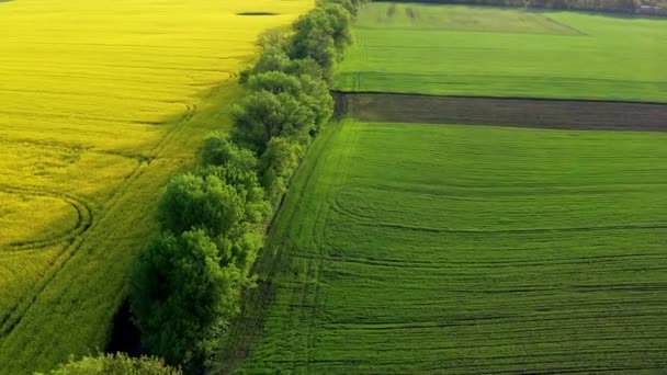 低四足飞机飞越一片黄色开花的菜籽地 绿地绿叶乔木 — 图库视频影像
